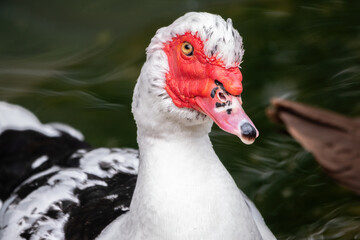 White and black duck with red head, The Muscovy duck, standing on the shore of the pond.