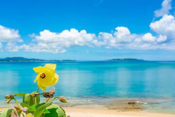 ゆうなの花と沖縄の海