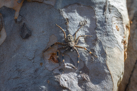 Ara&ntilde;a postrada en un &aacute;rbol 