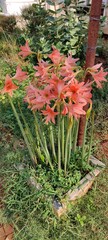 Natural green park plant and flowers