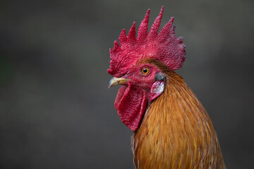 portrait of a rooster