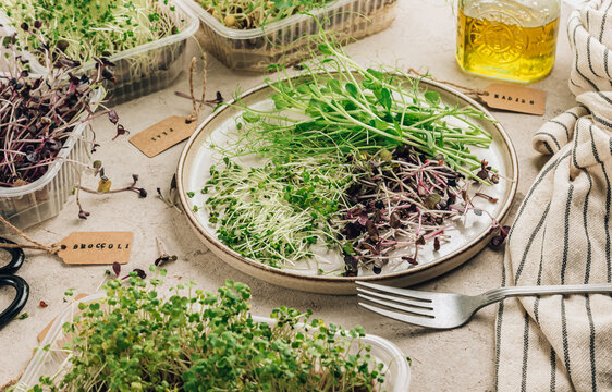 Fresh microgreens salad on beige stone backgrund. Healthy food concept.
