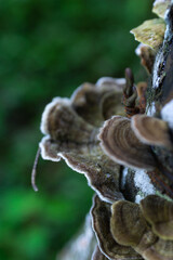 Hongos de color blanco 