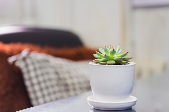 Ornamental Trees In A White Pot Is Placed On The Office Desk. Helps Air Purification And Increase Freshness.