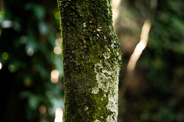 Tronco con gran textura 
