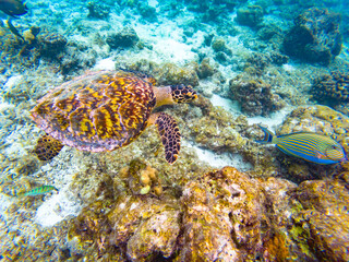 Fototapeta na wymiar Underwater photography of Maldivian fishes and turtle near Olhuveli island, Maldives