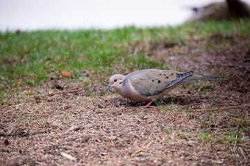 The mourning dove (Zenaida macroura) also known as the American mourning dove, the rain dove, and colloquially as the turtle dove, and was once known as the Carolina pigeon and Carolina turtledove