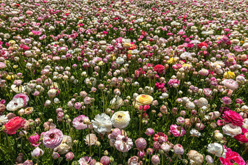 Buttercups are blooming. Field of multicolored ranunculus