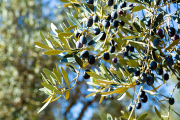 Obraz na płótnie Canvas Black olives on tree branches in grove. High quality photo