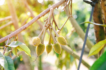Close-up young durian on the durian tree