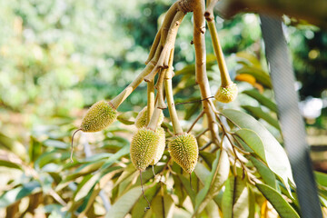 Close-up young durian on the durian tree