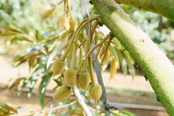 Close-up young durian on the durian tree