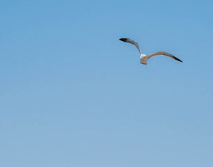 Seagull looking for food while in flight
