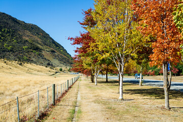 Autumn in Wanaka New Zealand