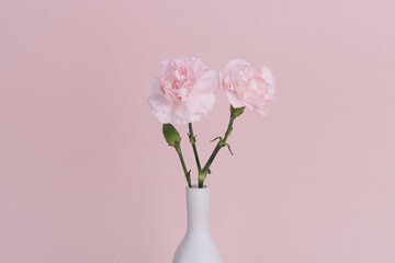 pink carnation isolated in pink background