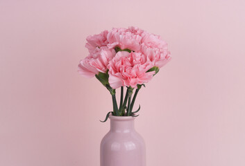 pink carnation isolated in pink background