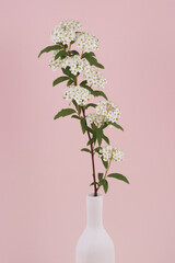 Bridal wreath isolated in pink background