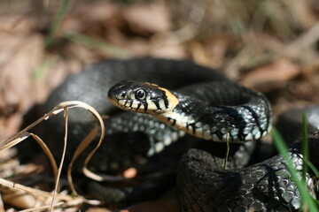 snake on the ground