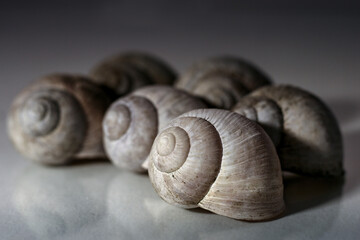 snail shell on black background
