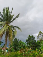 dark cloud and trees