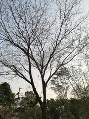 Treee and sky