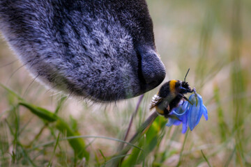 bee on a flower and the dog's nose