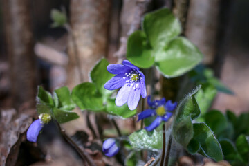 Anemone hepatica