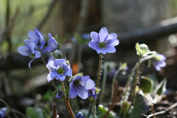 Anemone hepatica