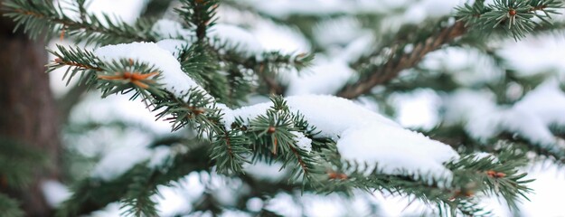 Spruce branches covered with snow. Happy New year, Merry Christmas, wintertime concept. Close up with place for text. Banner.	

