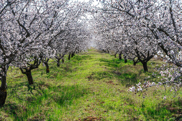 Fototapeta premium Large garden of white almond flowers, agriculture. Location for photo shoots.