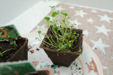 young seedlings in a small pot with soil