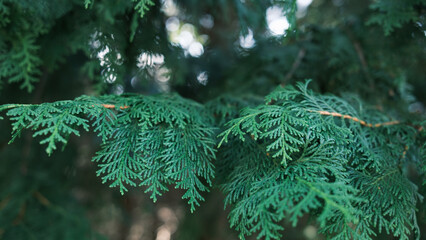 杉の木の葉っぱ（針葉樹）