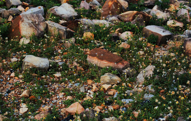 The little flowers and rocks on the ground 
