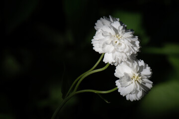 white flower on black