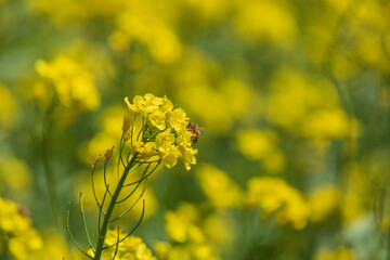 Obraz premium Spring scenery in full bloom of rape flowers