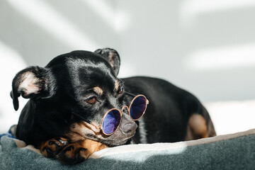 little black dog, at home in the sun with glasses