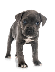 puppy cane corso