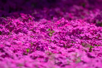 一面のシバザクラ