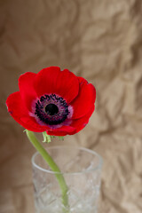 Red flower in vase against craft paper background, beautiful spring flower, vintage card, vertical