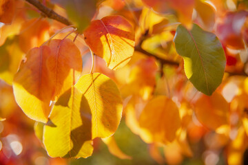 yellow and red leaves. illuminated by the sun. Natural background. Selective focus on a single sheet. A photo with a shallow depth of field.