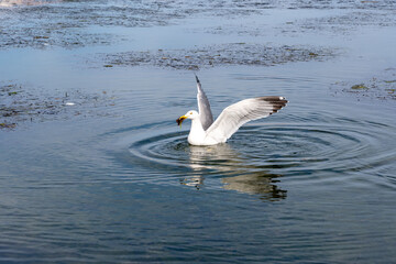 seagull in the water