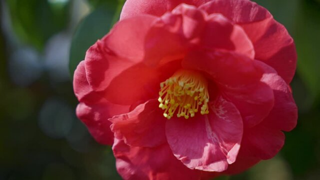 The hybrid flowering quince produces scarlet flowers in the spring