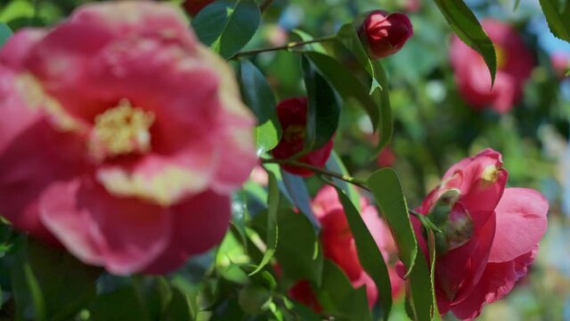 The hybrid flowering quince produces scarlet flowers in the spring