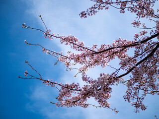 벚꽃