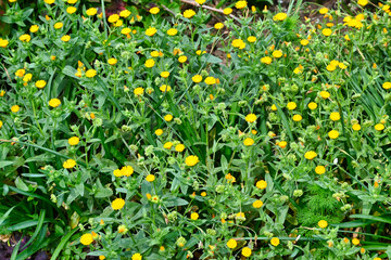 フユシラズの黄色い花