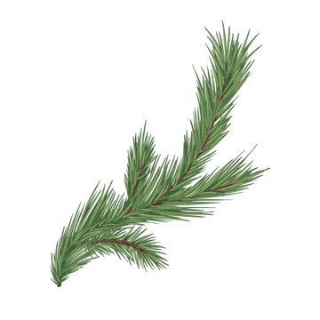 Spruce, fir or pine tree branch with evergreen needles isolated on white background. Fresh forest coniferous sprig. Fluffy twig of winter plant. Realistic hand-drawn vector illustration