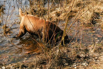 The look of a dog lying on the ground. A red dog is photographed in close-up. Muzzle and paws of a red dog. Walking the dog. The mood for a walk with the dog.