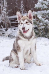 alaskan malamute puppy
