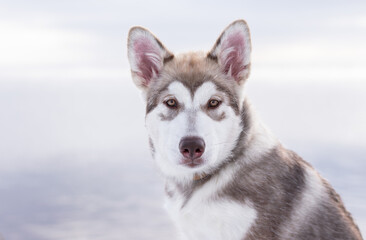 puppy of alaskan malamute