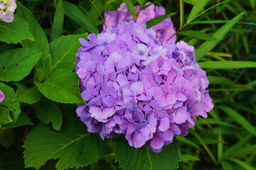 静岡県三島市の農村の紫陽花を撮る
